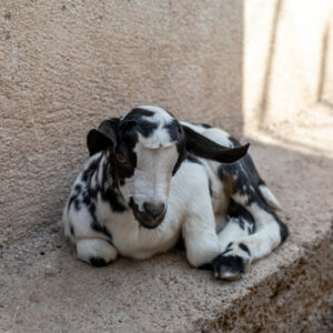 Furry Friends by Camille Massida Photography